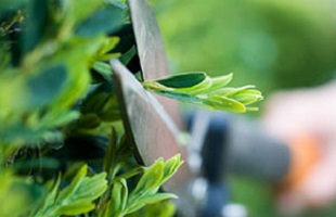 Correct Hedge Cutting Techniques