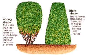 hedge_trimming_diag