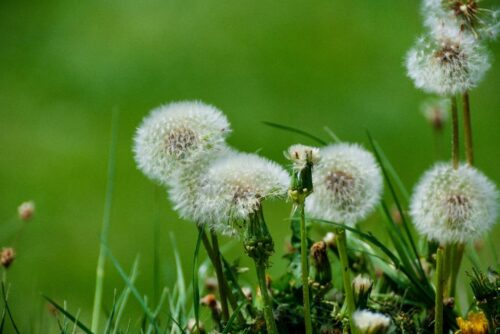 How to get rid of dandelions