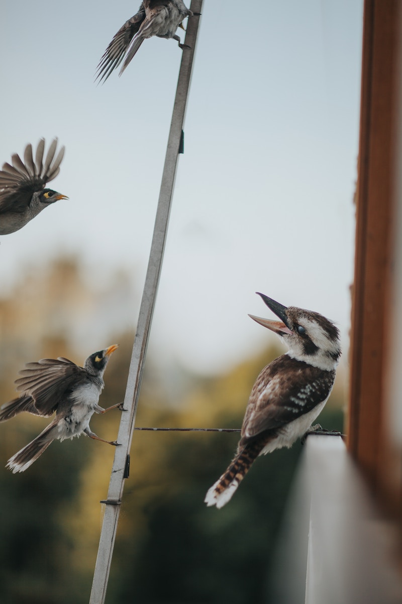 attract birds to the garden