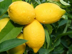 lemons