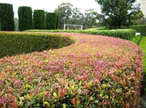 What Are the Best Lilly Pilly Varieties?