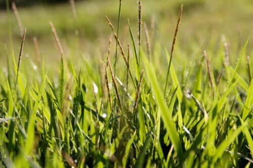 3 Lawns You Can Grow From Seed