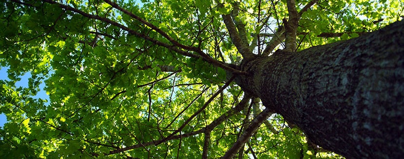 identifying dangerous branches to keep gardens safe