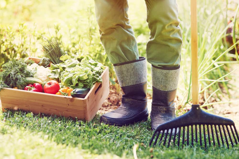 Edible garden harvest