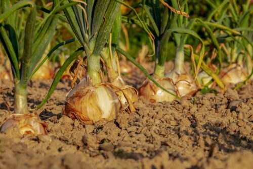 How to grow onions