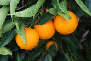 oranges