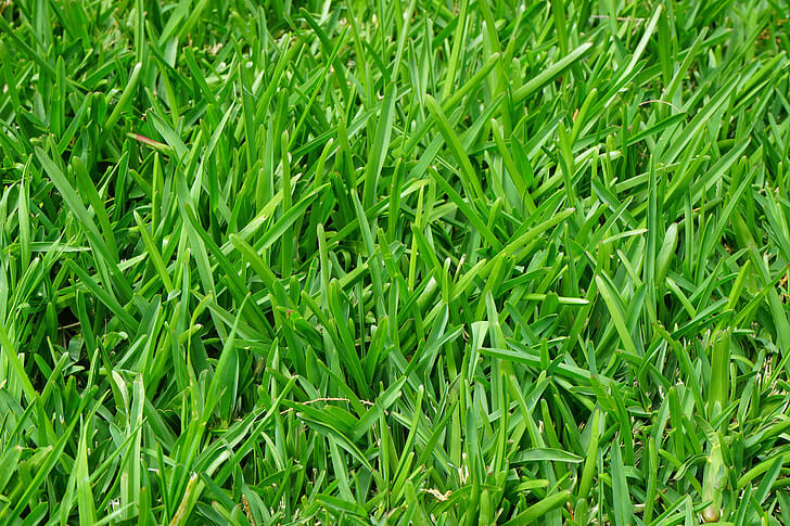 perennial rygrass