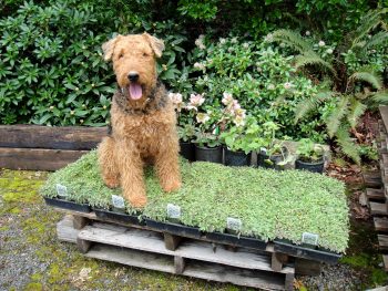 Pet Friendly Garden Design Ideas