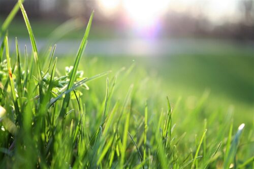 How to get rid of chickweed in lawn Australia