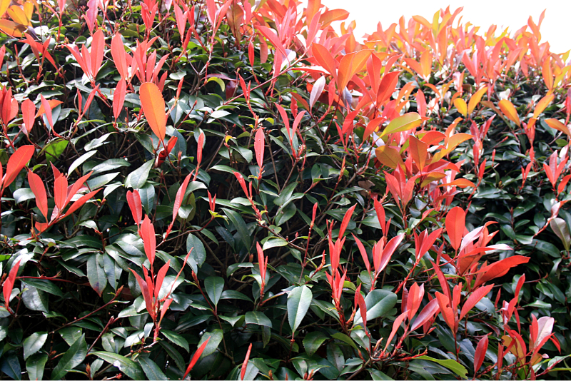 photinia