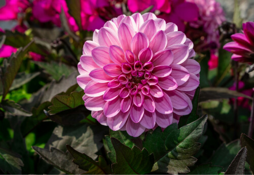 pink dahlia close up