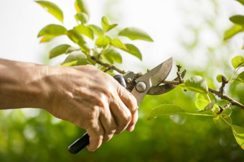 Different Pruning Methods