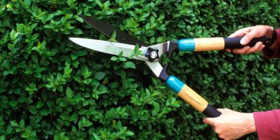 Important Tips on Pruning Plants