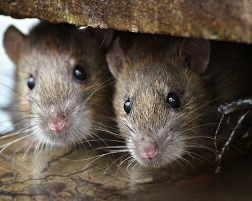 Rats Love Yard Rubbish: Tips To Keep Them Away