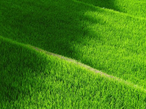 ﻿3 Lawns You Can Grow From Turf