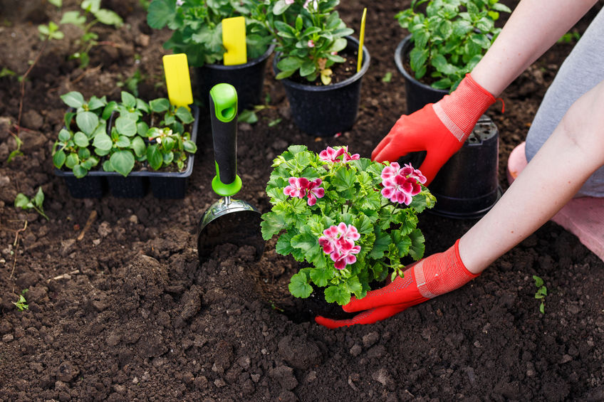 Planting flowering garden bed in time for spring blooms