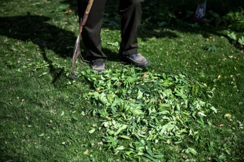 Our Guide to Lawn Dethatching