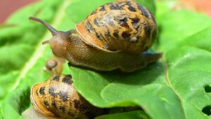 snails