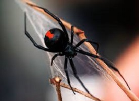 red back spiders are a common garden danger in Australia