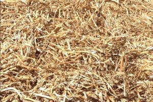 straw mulch