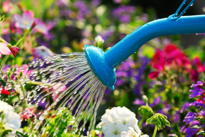 blue watering can watering spring garden