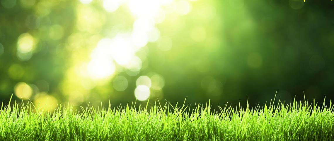 Dappled sunlight through leaves with lush fresh lawn in foreground