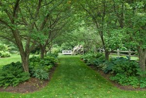 5 Trees for Garden Shade