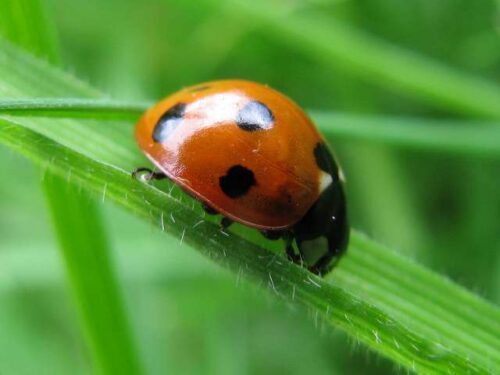 Make Your Garden a Wildlife Sanctuary