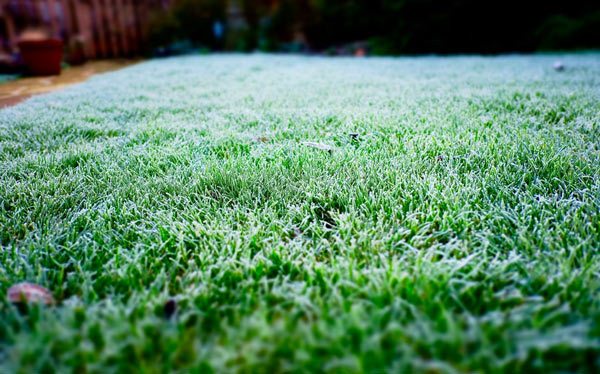 Winter lawn with a touch of frost across it.