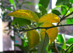 yellow leaves on citrus plant