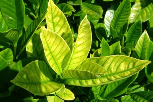 Eradicating Yellow Leaves On Citrus Plants