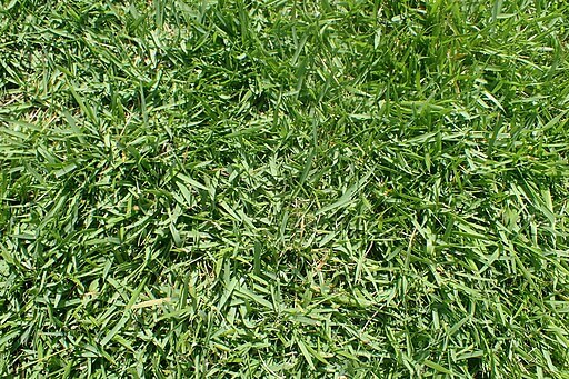 zoysia grass